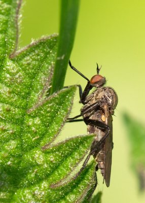 Dance fly