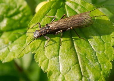 Stonefly