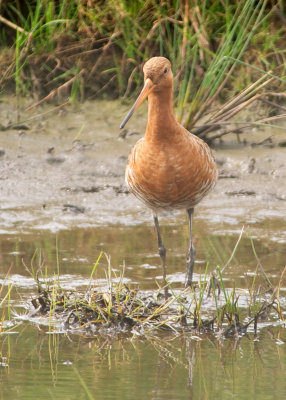 Black-tailed Godwit