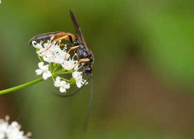 Ichneumon Wasp