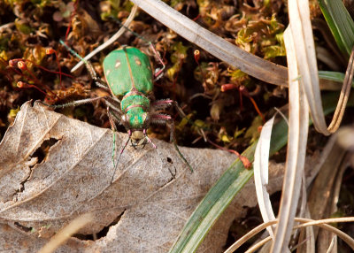 Green Tiger Beetle