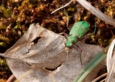 Green Tiger Beetle