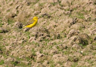 Yellow Wagtail