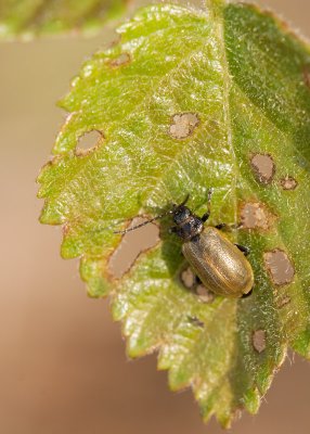 Leaf Beetle