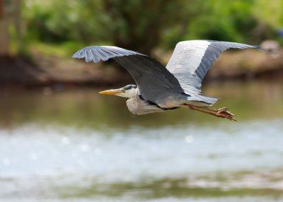 Grey Heron