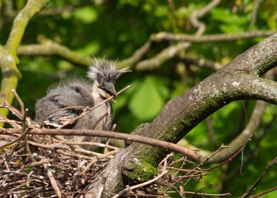 Grey Heron - a punky juvenile at the nest