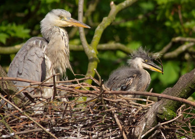 Grey Heron - a juvenile on bed making duties with mother looking on