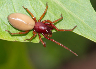 Woodlouse Spider