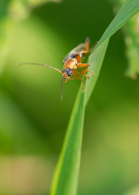 Soldier Beetle