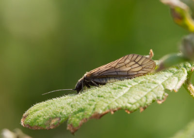 Alderfly