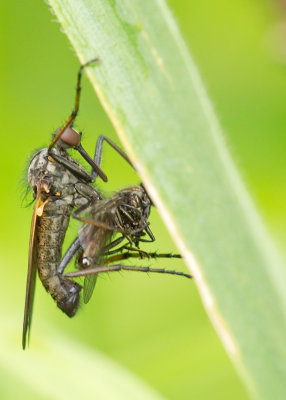 Dance fly with breakfast