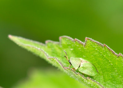 Green Tortoise Beetle