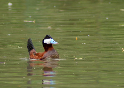 Ruddy Duck