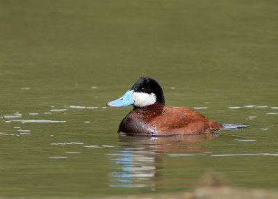 Ruddy Duck