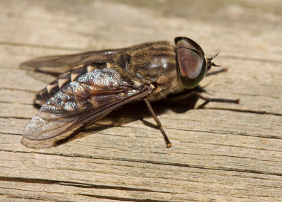 Tabanus bovines