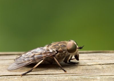 Tabanus bovines