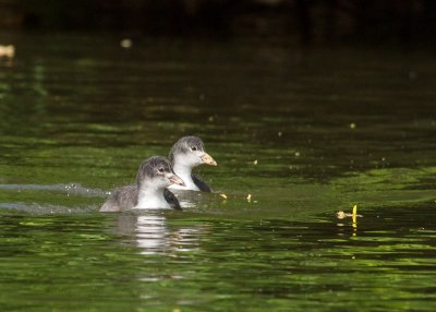 Coot - two juveniles