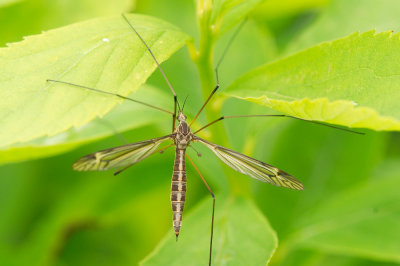 cranefly_230509b.jpg