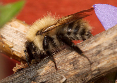 bee_270609a.jpg