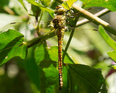 Female Southern Migrant Hawker (Aeshna affinis)