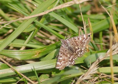 Mother Shipton moth