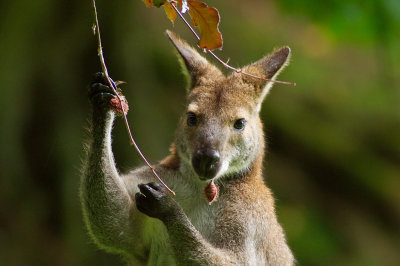 Wallaby