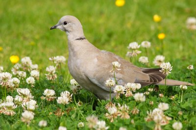 Collared Dove