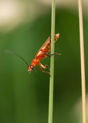 Soldier Beetle