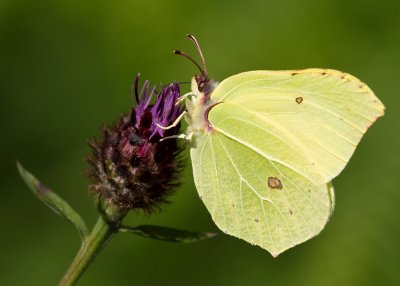 Whites, includes Swallowtails & Yellows