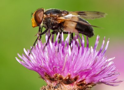 Great Pied Hoverfly - Volucella pellucens