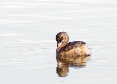 Little Grebe or Dabchick