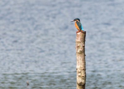 Common Kingfisher