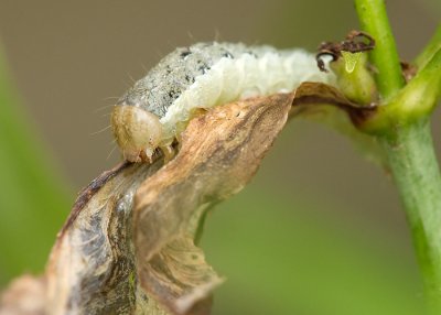 Cabbage moth 'pillar