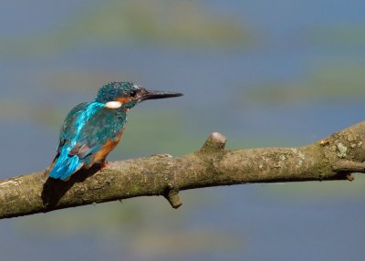 Common Kingfisher