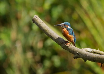 Common Kingfisher