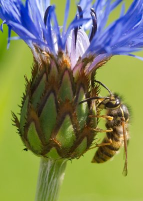 Common Wasp