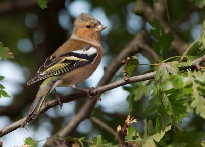 Chaffinch