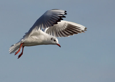 Black-headed Gull