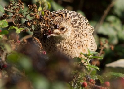 Pheasant