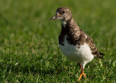 Turnstone