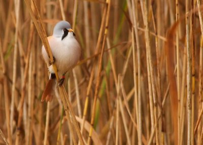 Bearded Tit