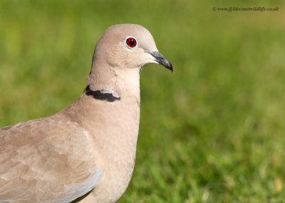 Collared Dove