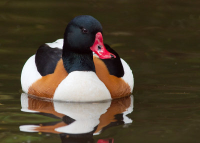 Shelduck