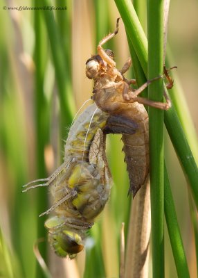 Four-spotted Chaser emerging from it's larval case
