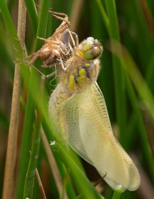 Four-spotted Chaser emerging from it's larval case