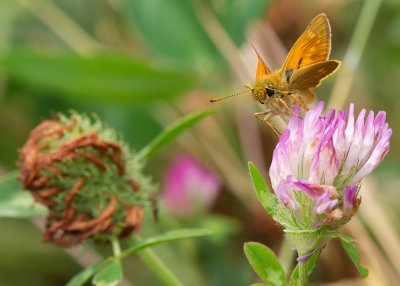 Large Skipper