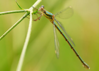 Willow Emerald