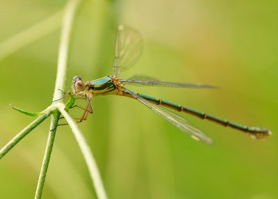 Willow Emerald