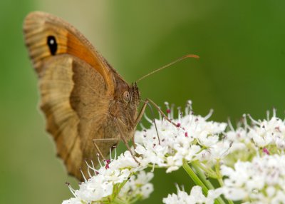 Meadow Brown