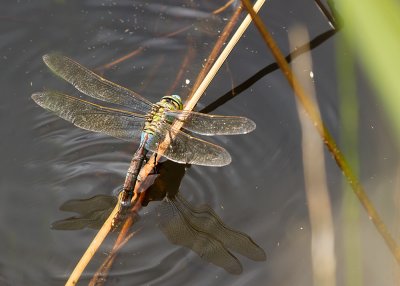 female Emperor Dragonfly ovipositing